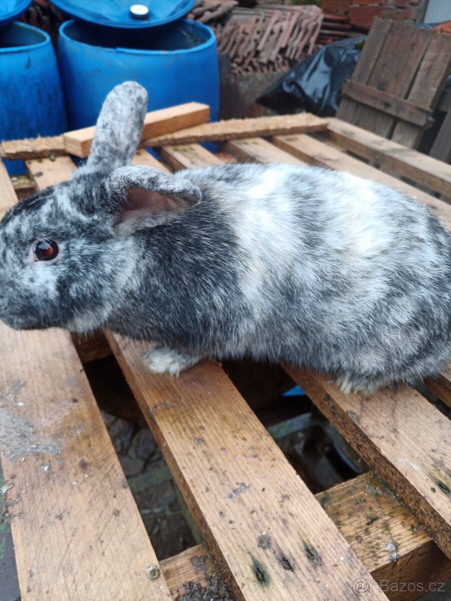 Zakrslé králíčky - 2