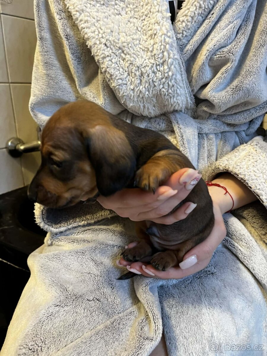 Jezevčík hladkosrstý trpasličí - 2