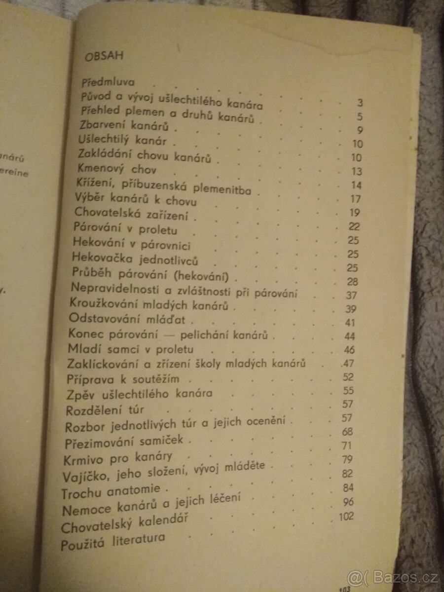 Ušlechtily kanar - 2