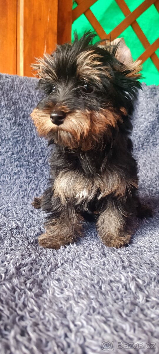 Jorkširský teriér - 2