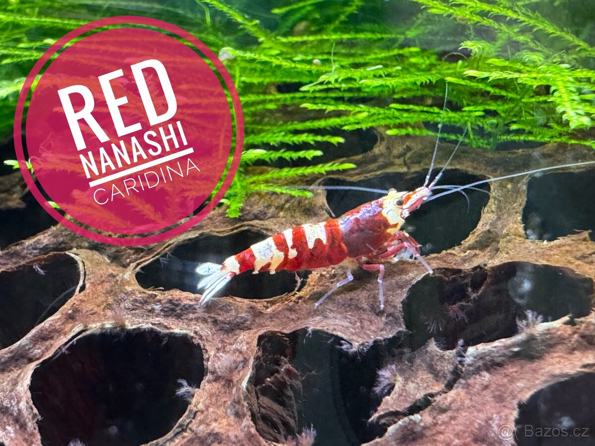 Caridina Red Nanashi 10+1 zdarma - 2