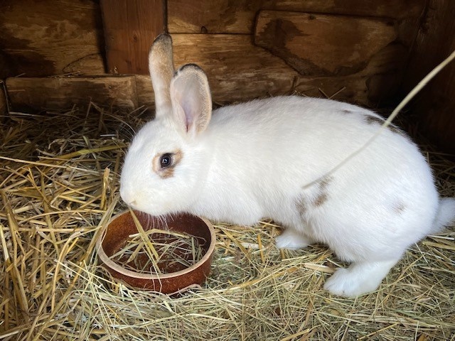 samice králíka 8 měsíců - 2