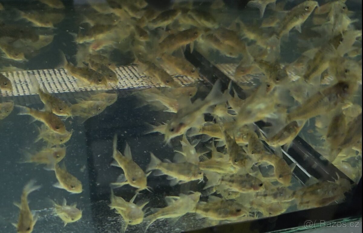 Akvarijní rybičky - mečovka, panceřníček, ancistrus - 2