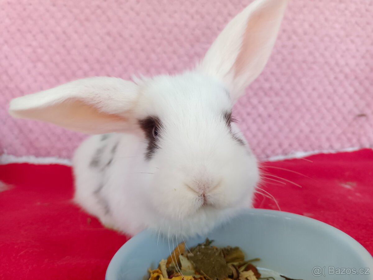 Zakrslý beránek - 2