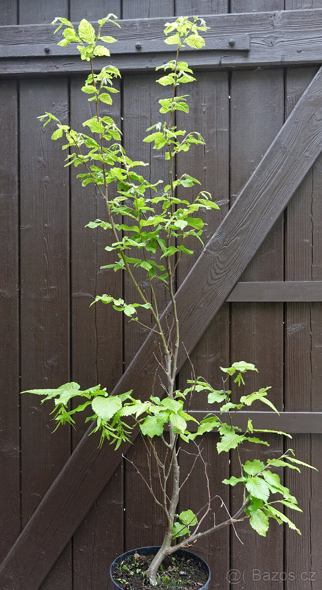 Habr obecný "Aureovariegata" 100cm - 2