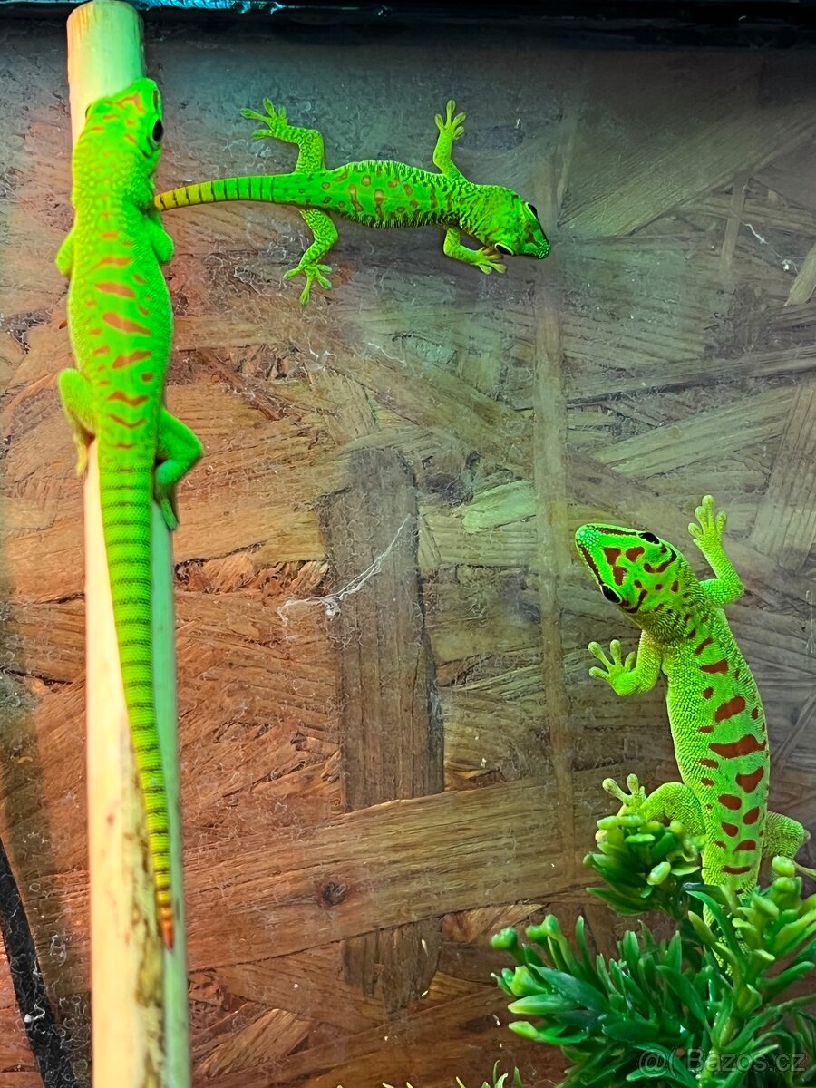Phelsuma grandis - 2