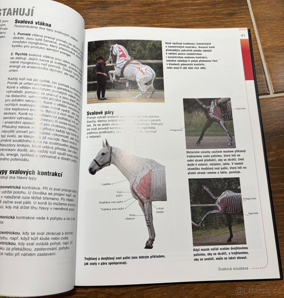 Anatomie pohyb a výkon koně - 2
