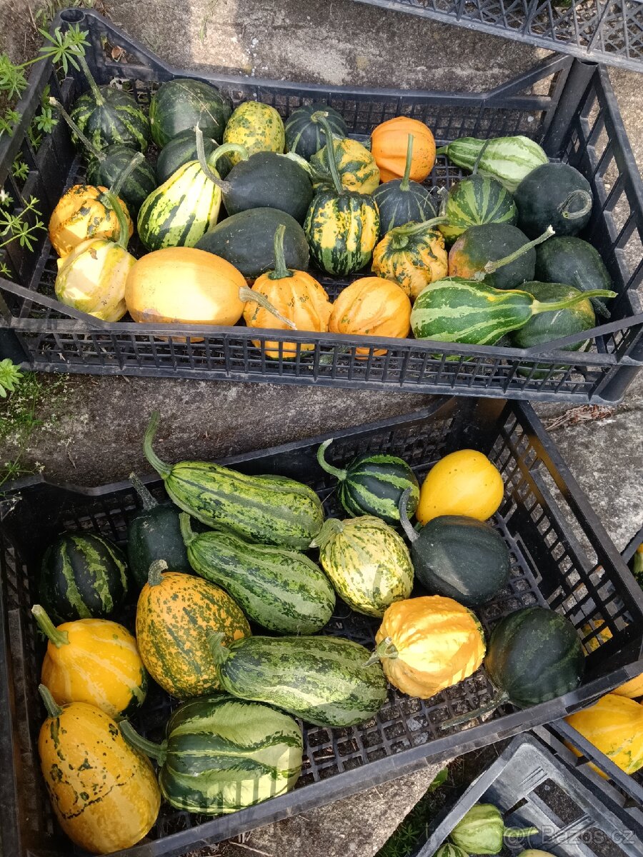 Okrasné dýně - 2