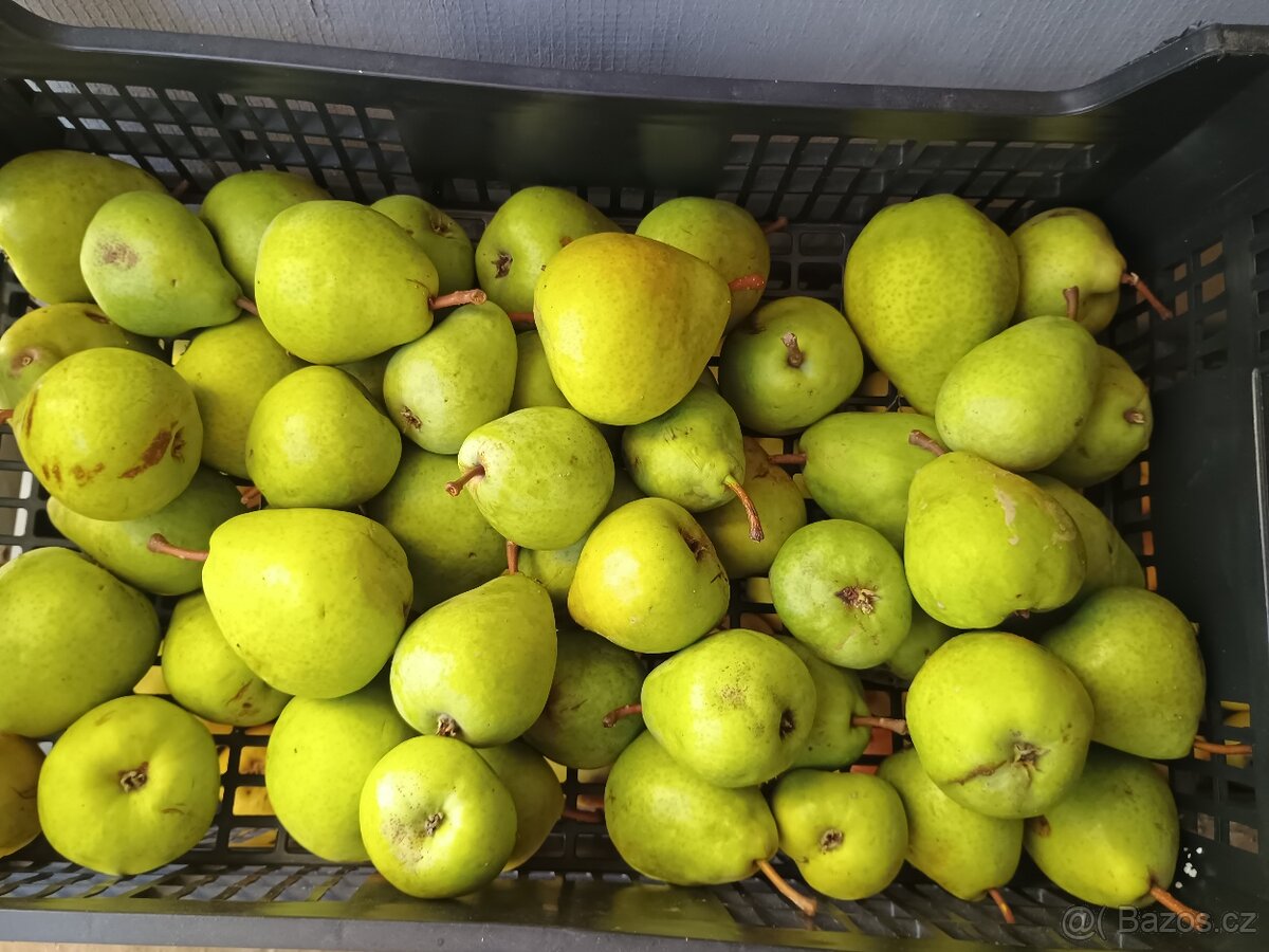 Hrušky Lucas🍐 - 2