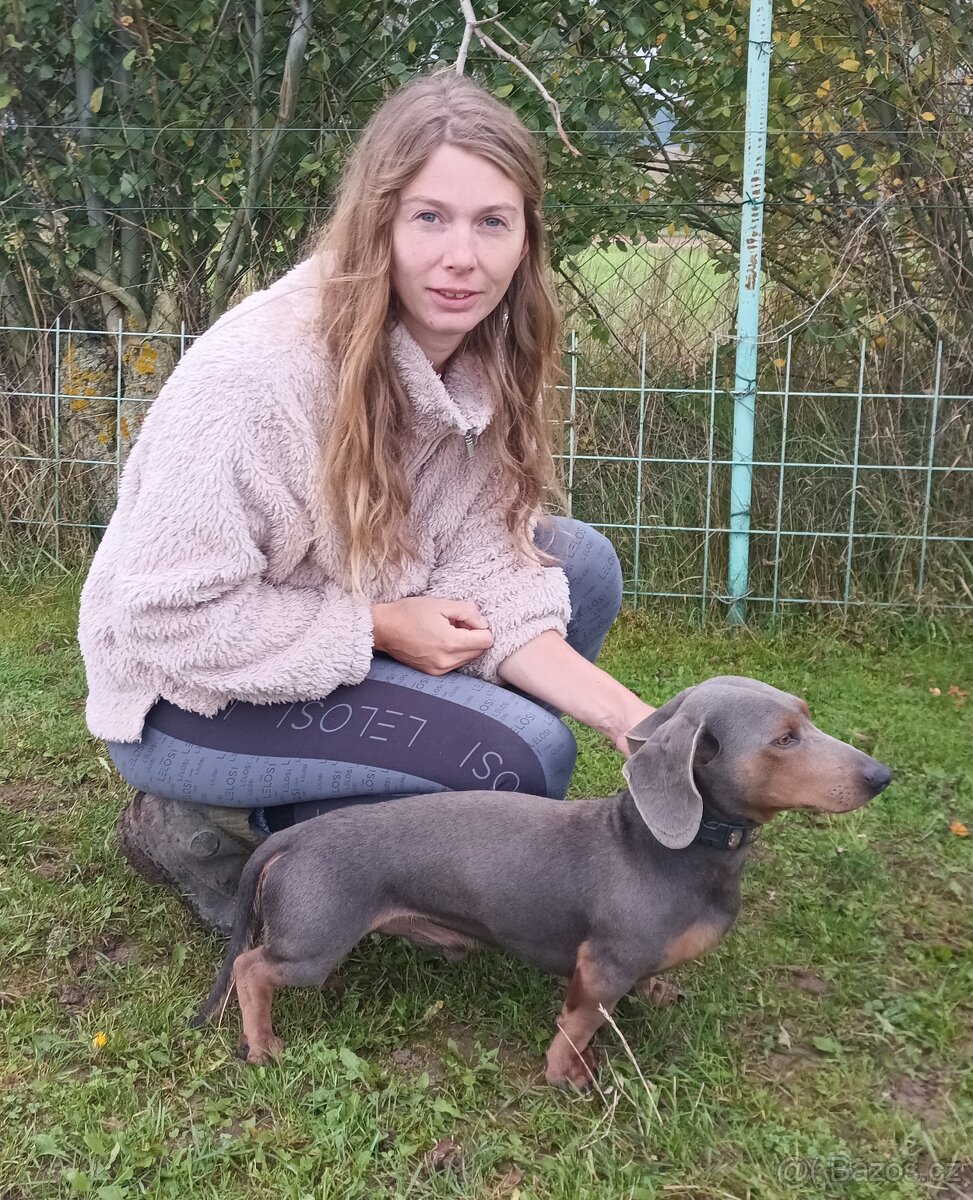 Jezevčík standard - 2