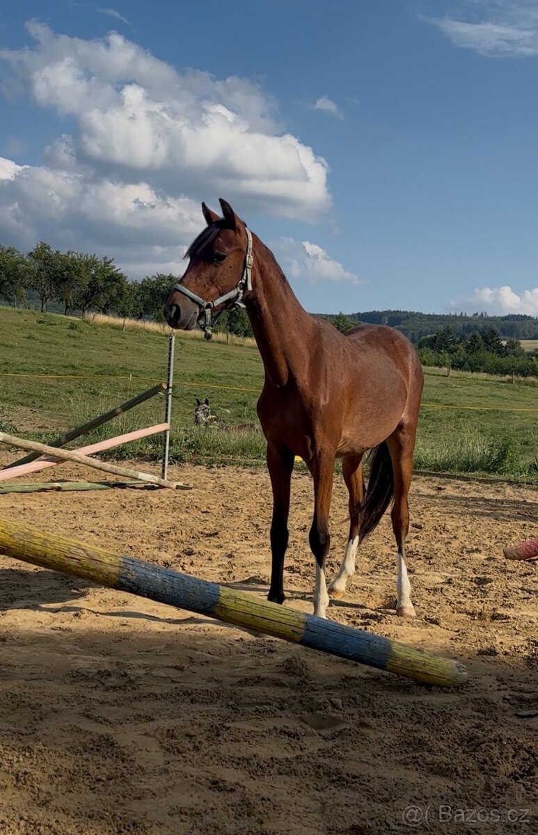 Roční Pony k prodeji - 2