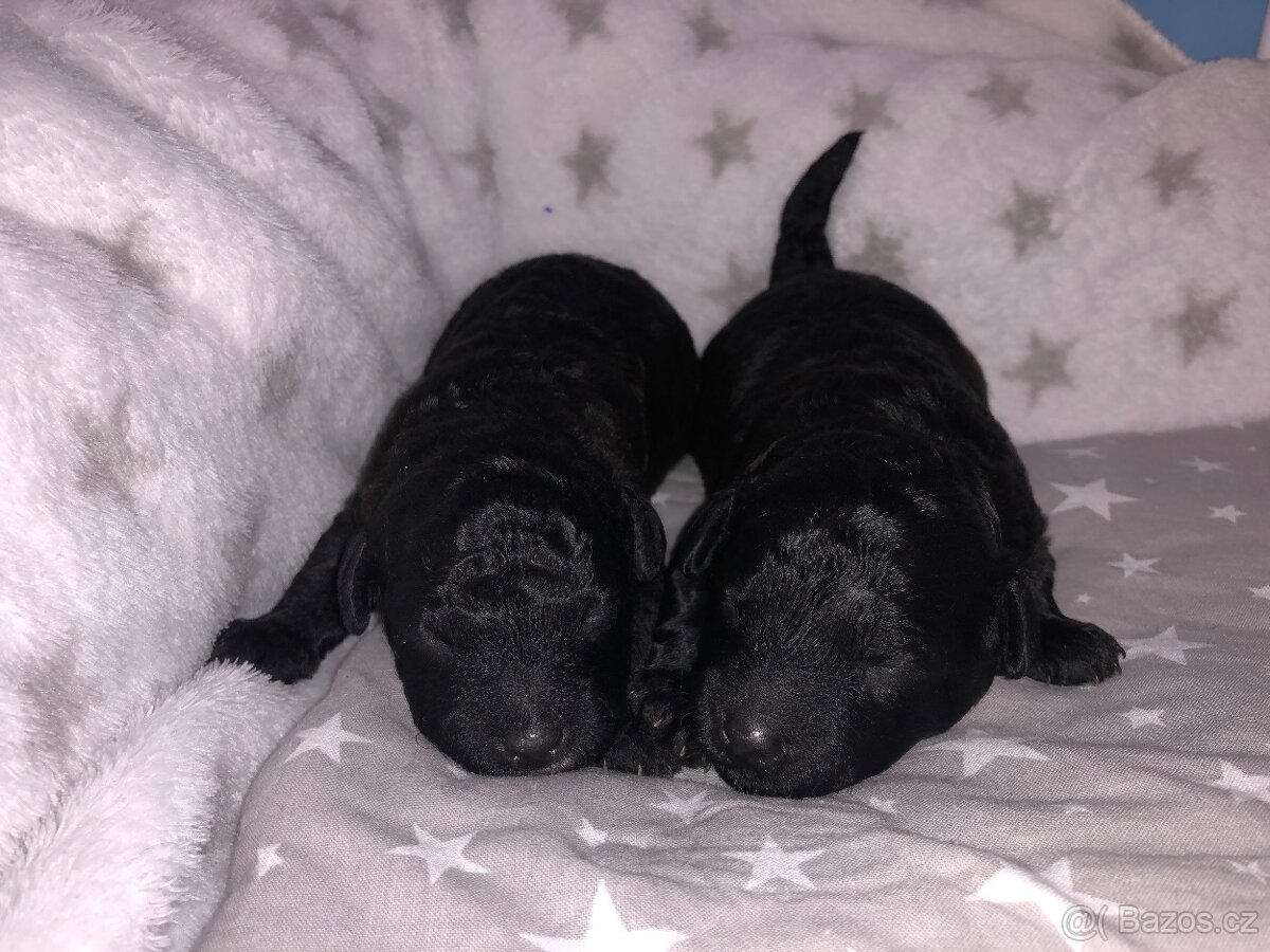 Pudl toy / trpasličí - 2