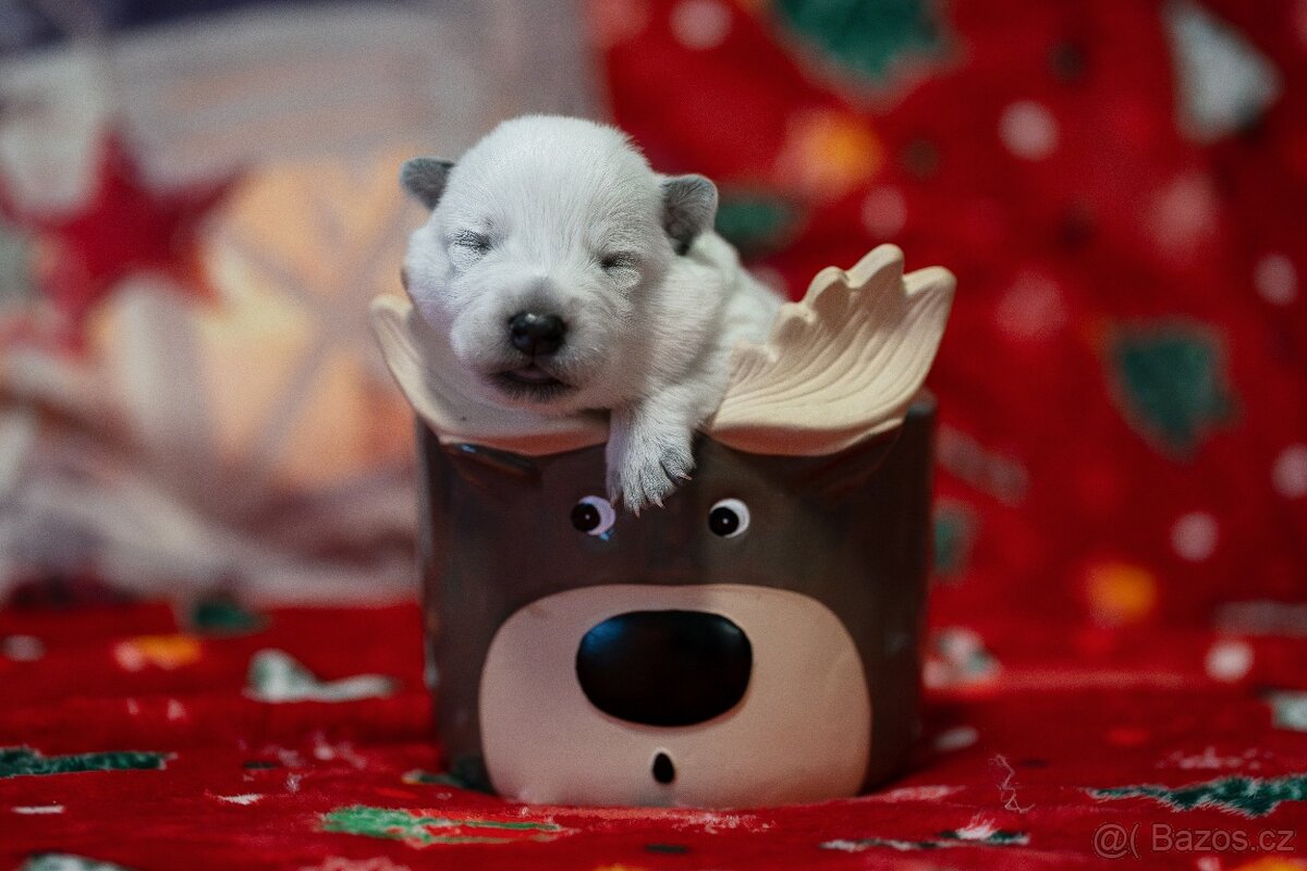 Australský honácký pes s PP - 2