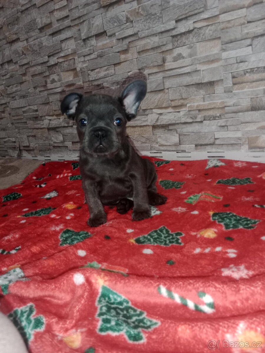 Francouzský Buldoček - 2