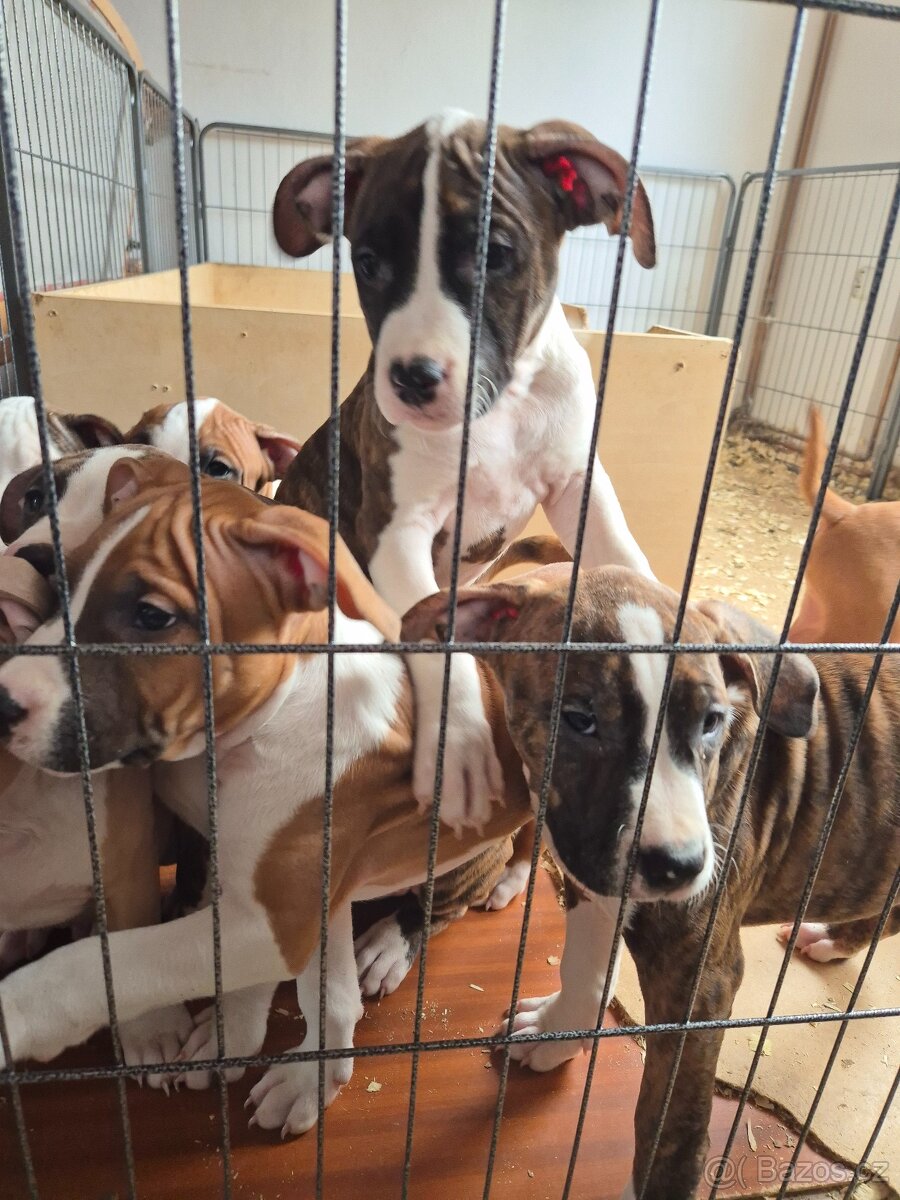 Americký stafordšírský teriér - 2