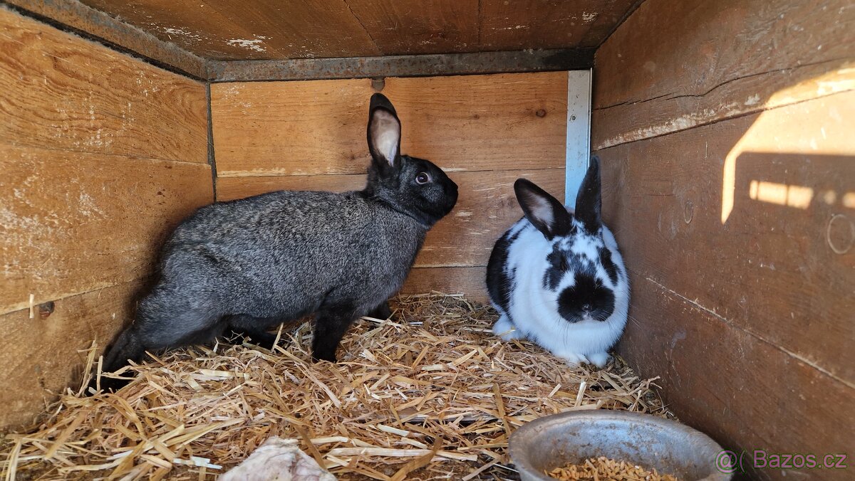 Prodám mladé králíky - 2