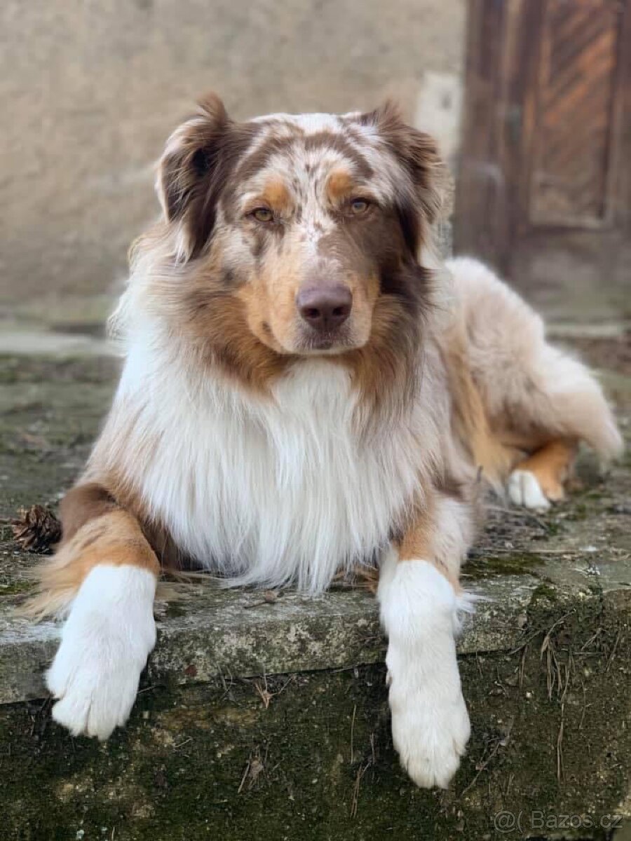 KRYTÍ CHOVNÝM PSEM - AUSTRALSKÝ OVČÁK S PP - 2