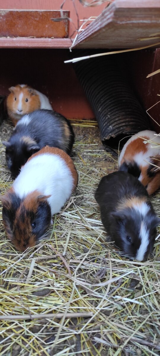 Prodám krátkosrstá morčata. - 2