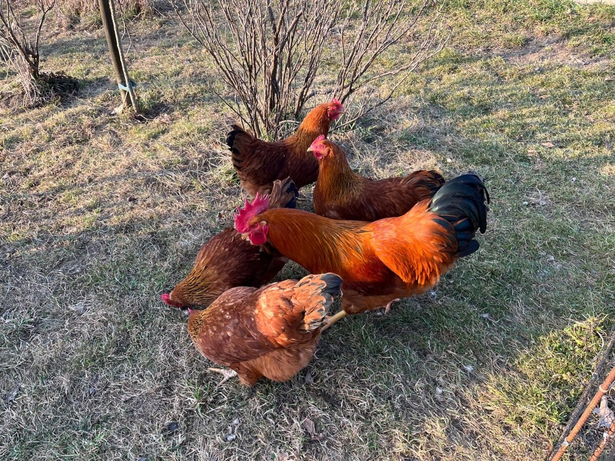 Násadová vejce Hempšírka - 2