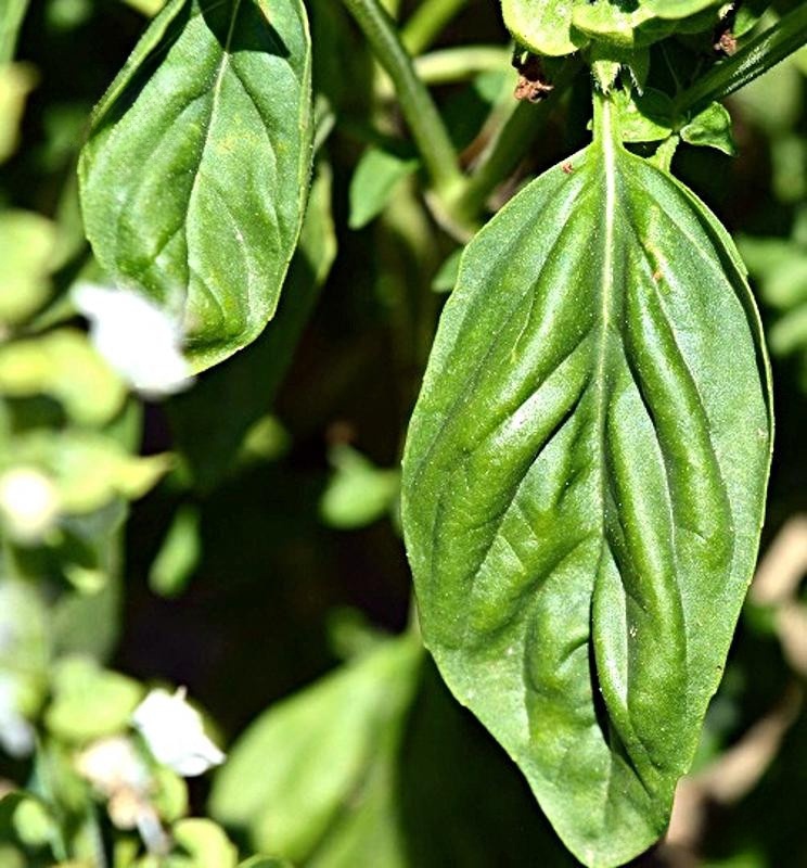 Sazenice Bazalky pravé - Ocimum basilicum - 2