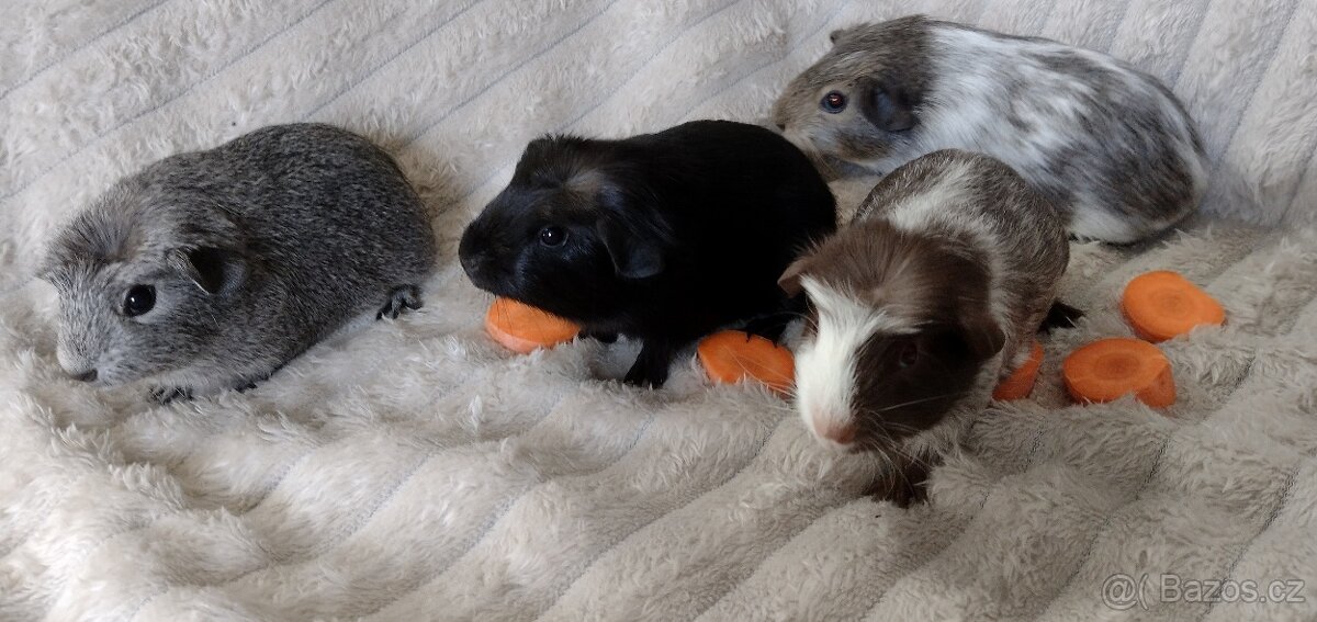 Morče - morčátka hladkosrstá - 2