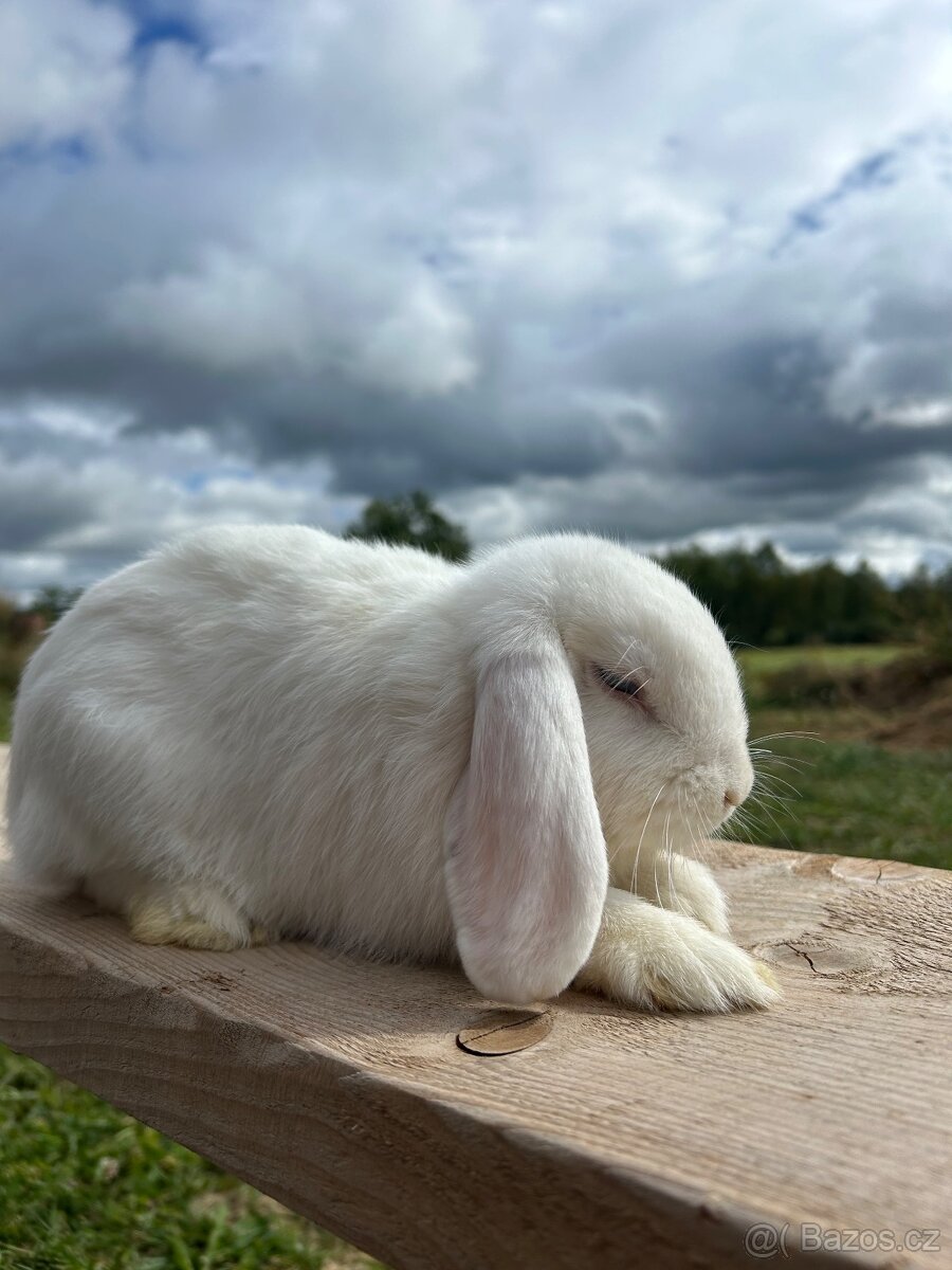 Zakrsly beranek bílý modrooky - 2