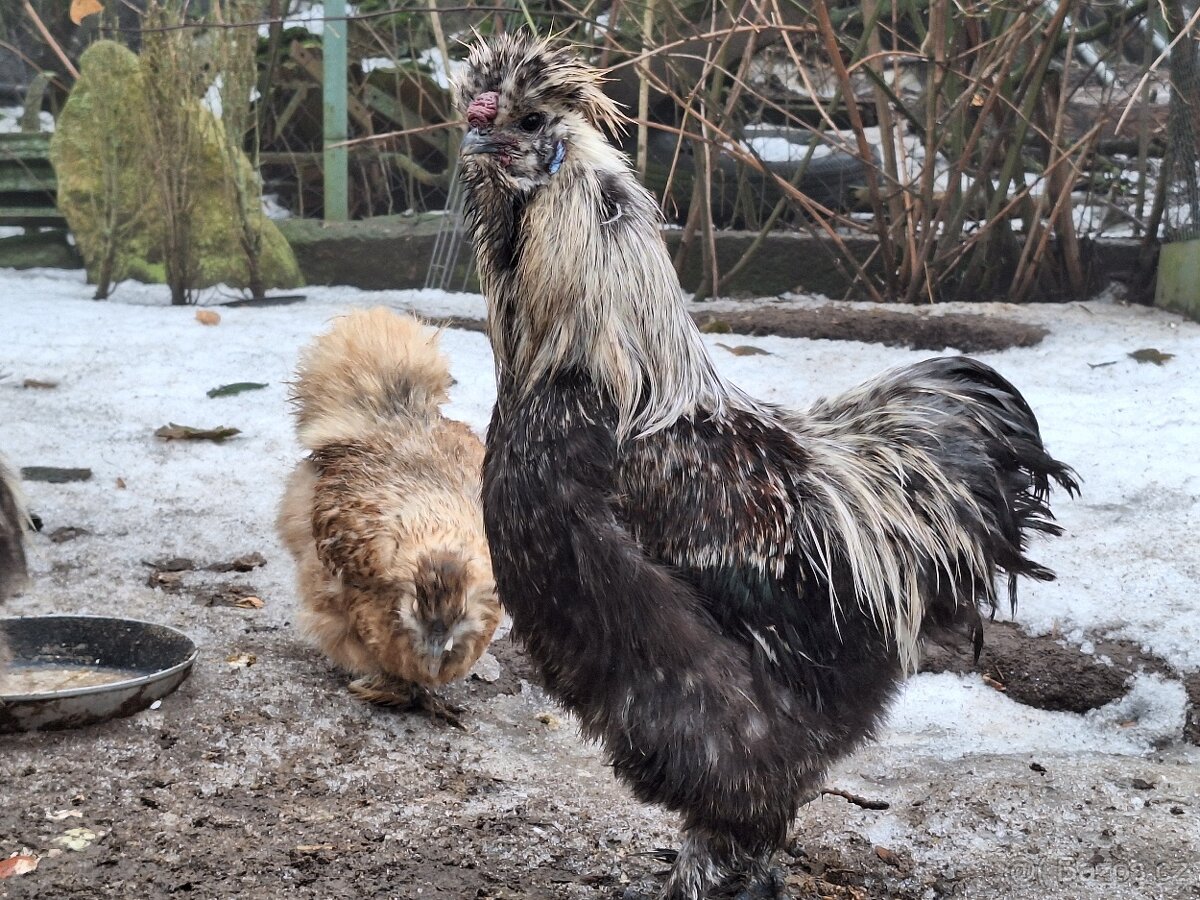 Hedvábnička velká - 2