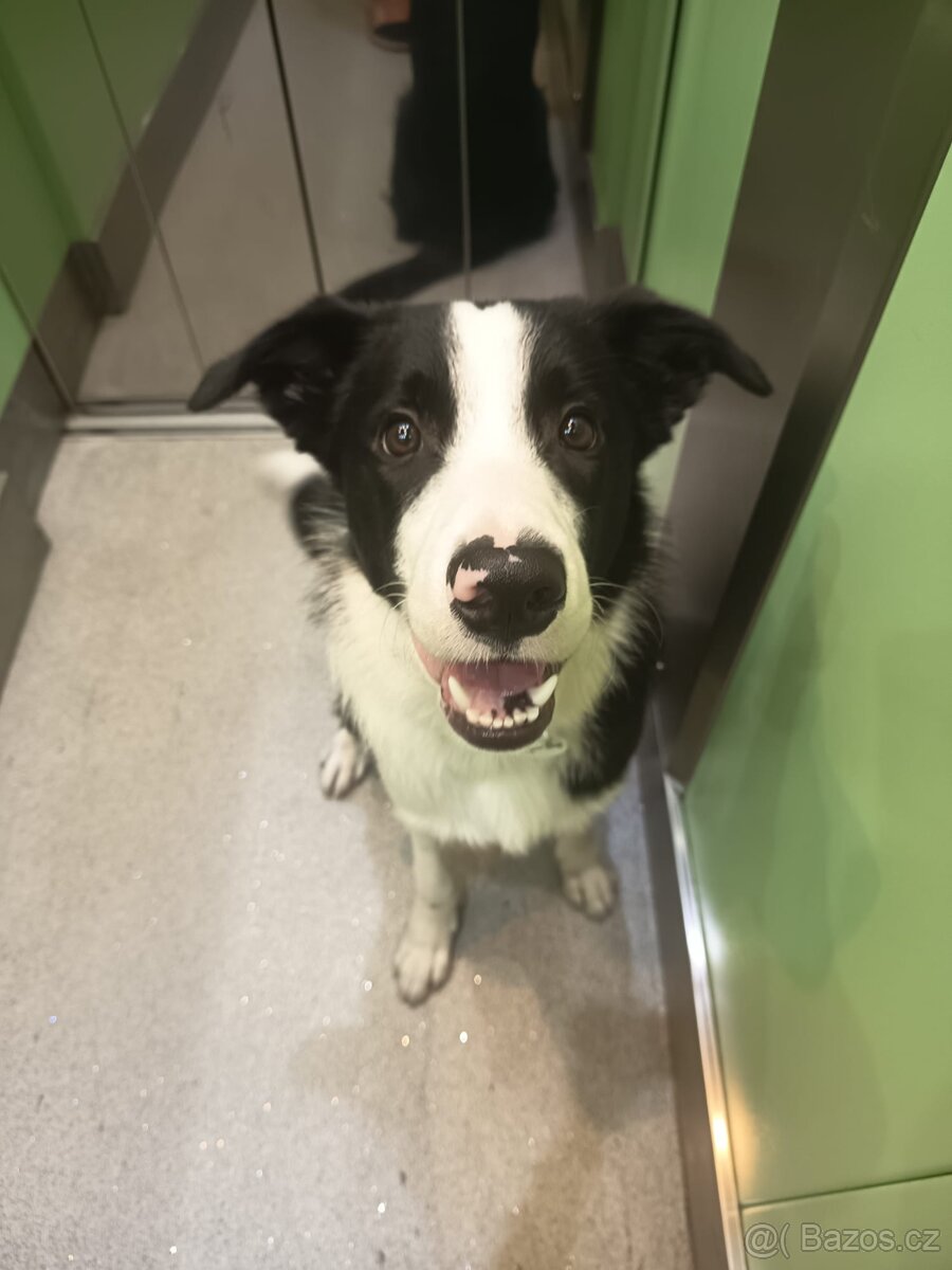 Prodám štěně Border kolie - 2