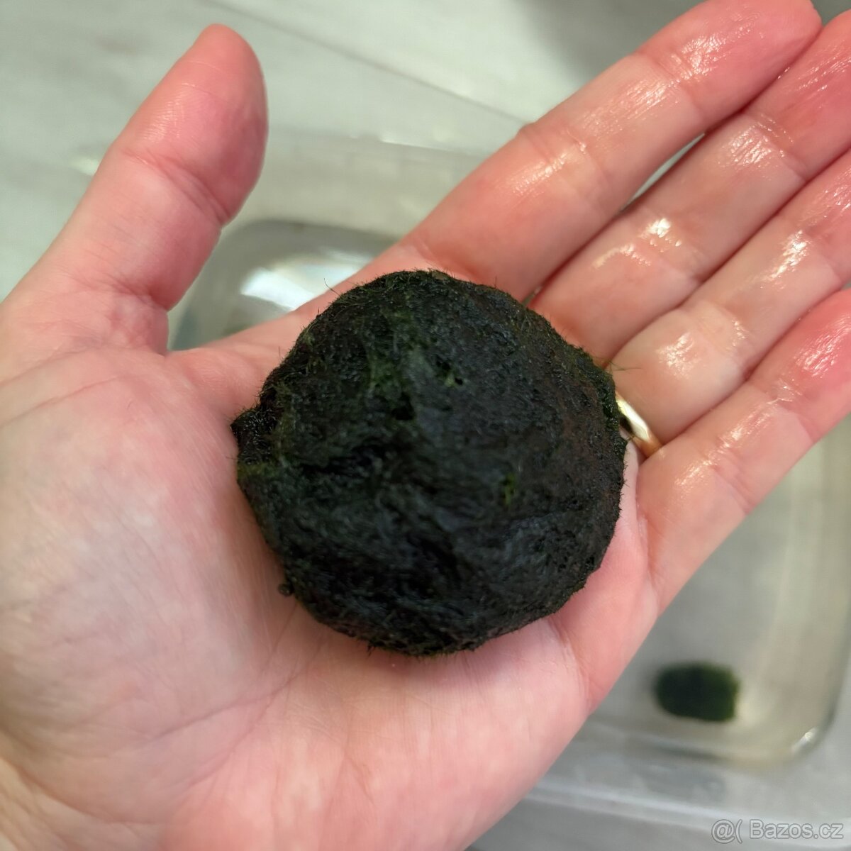 Řasokoule 10 ks - 2