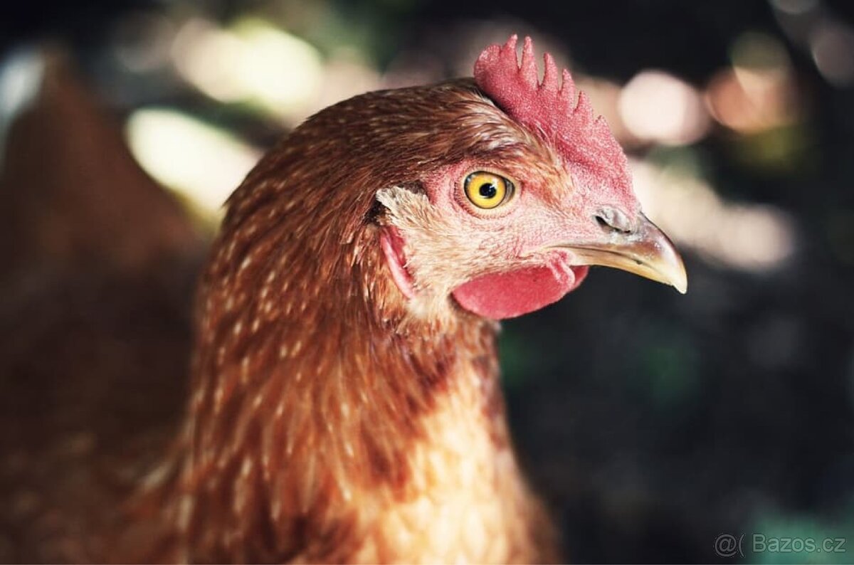 Domácí vejce - 2