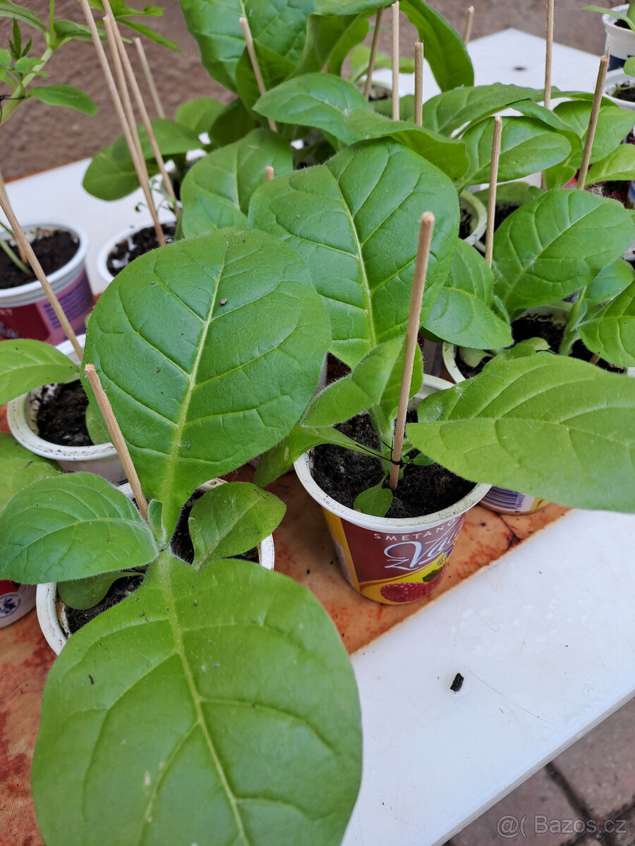 Virginský tabák semínka - 2