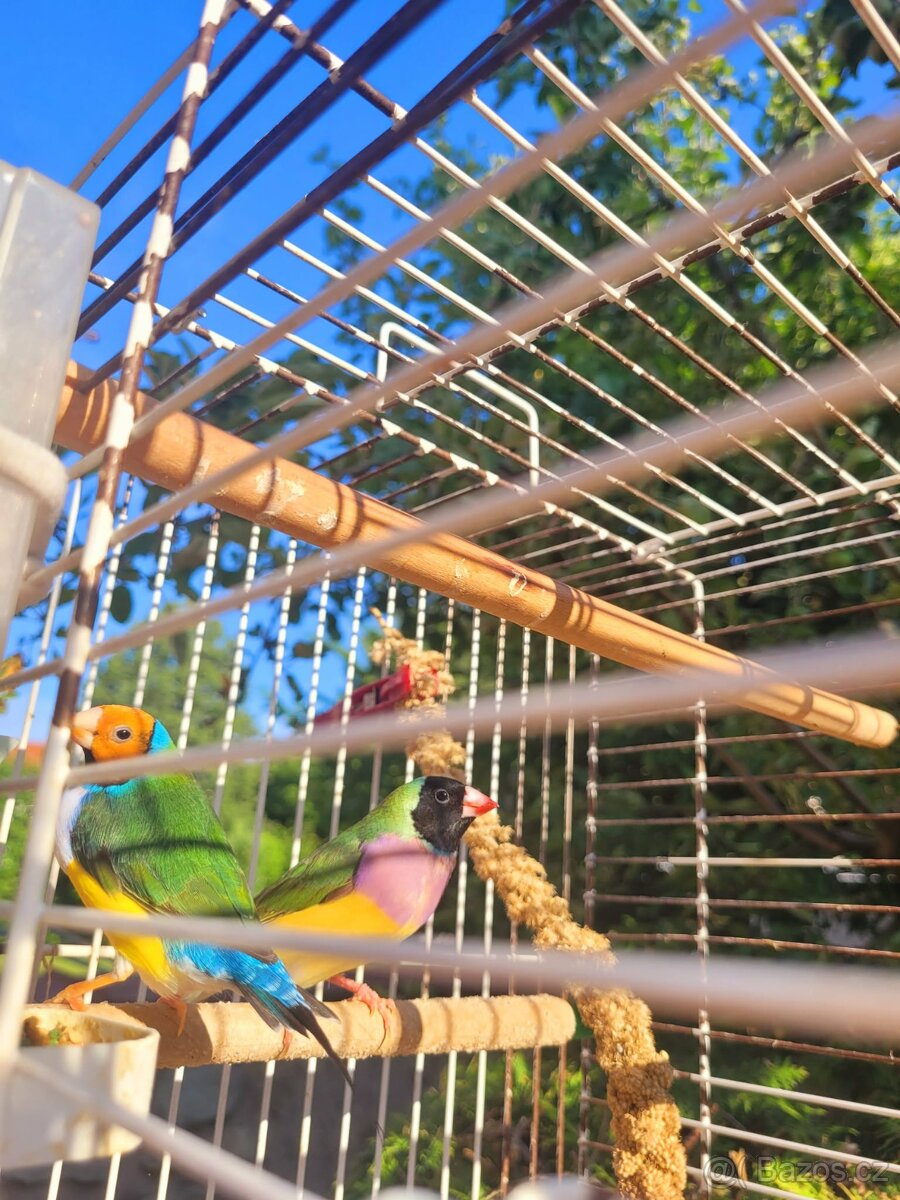 Amadina - 2