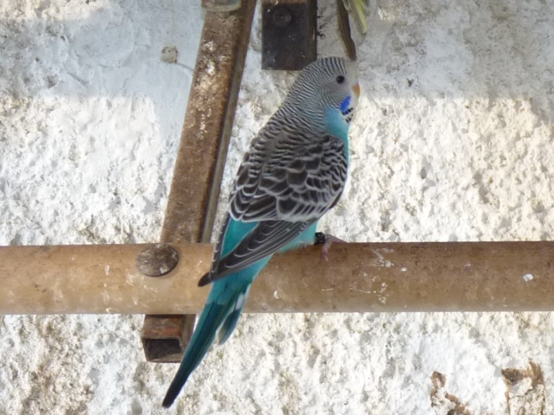 ANDULKA VLNKOVANÁ - 2