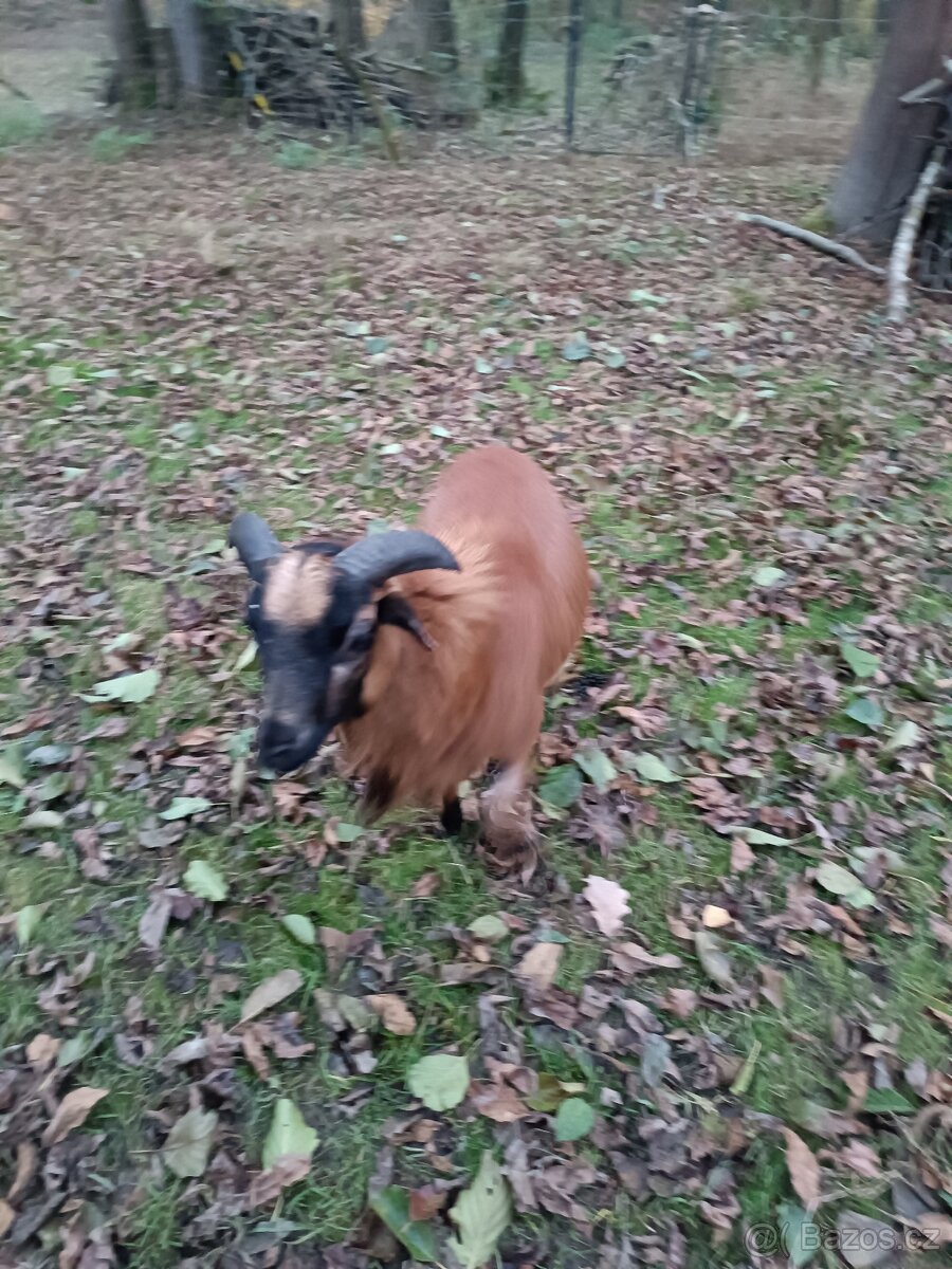 Kamerunský beránek - 2