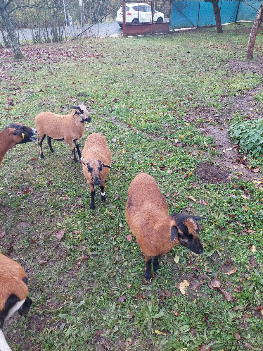 jehnice ovce kamerunské - 2