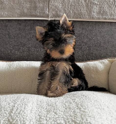 Jorkširsky teriér yorkširsky teriér - 2