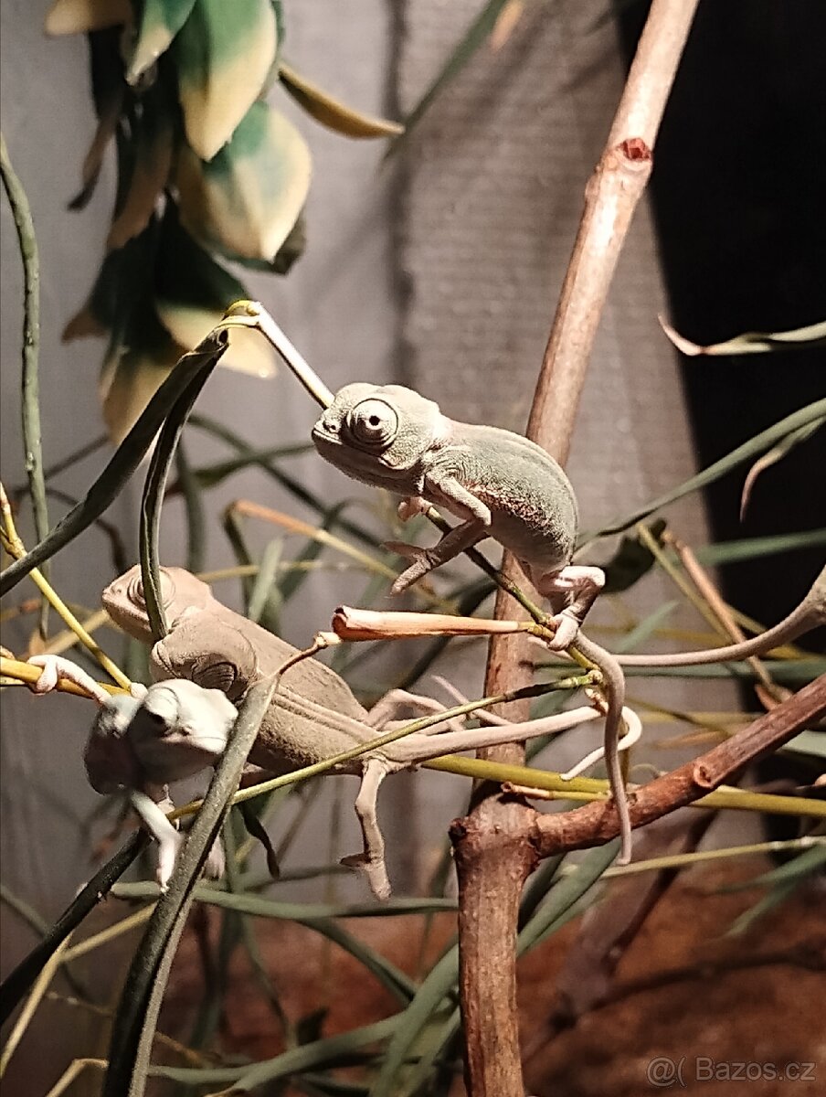 Chameleon Jemenský - 2