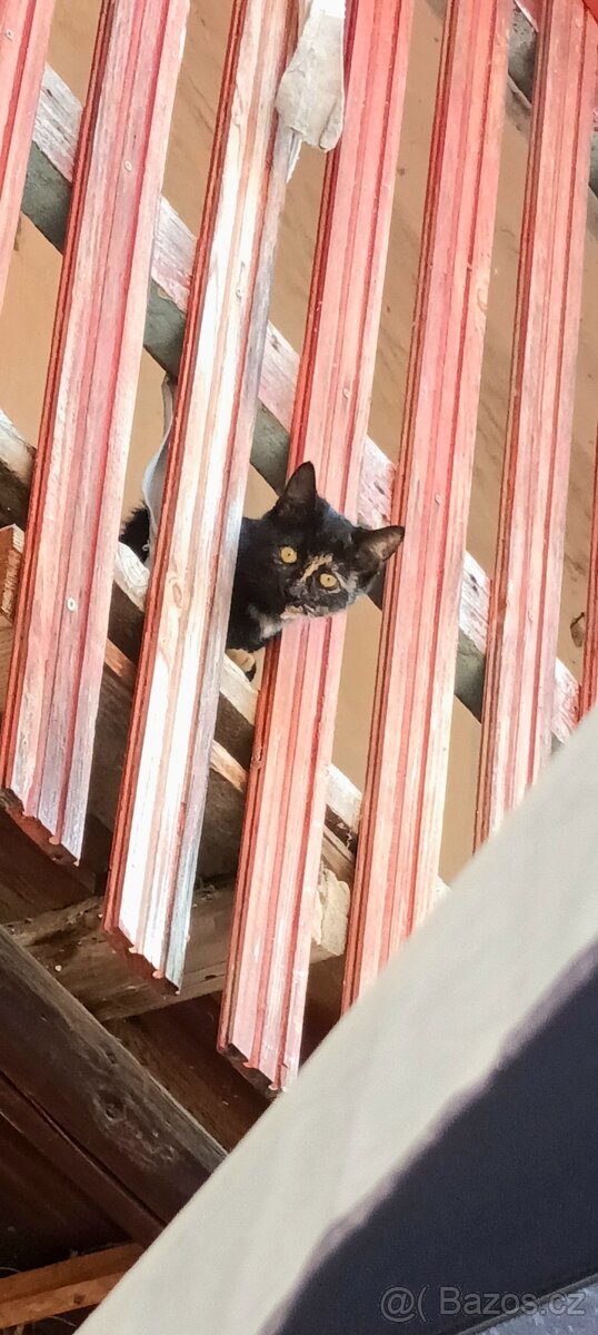 Darujeme koťátka - 2