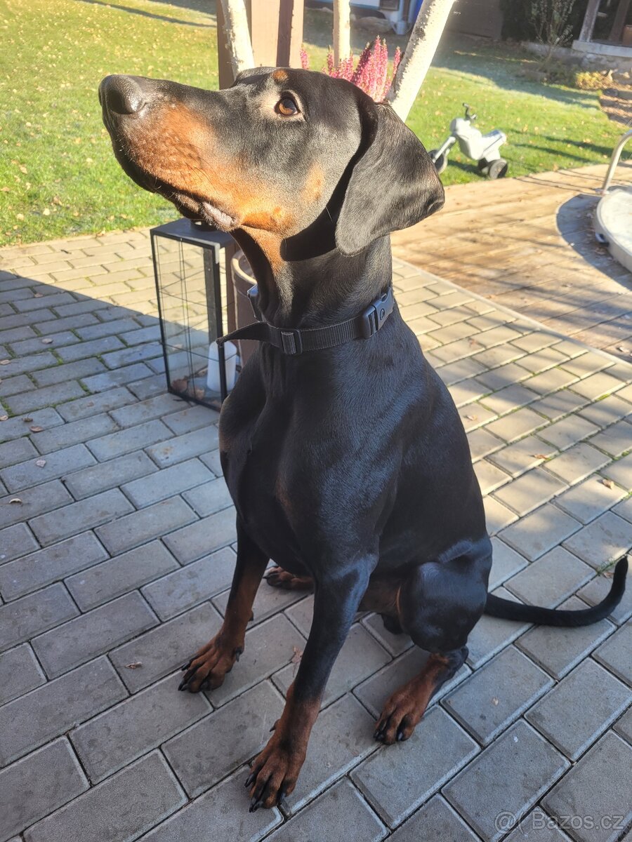 Štěně Dobrmana - 2