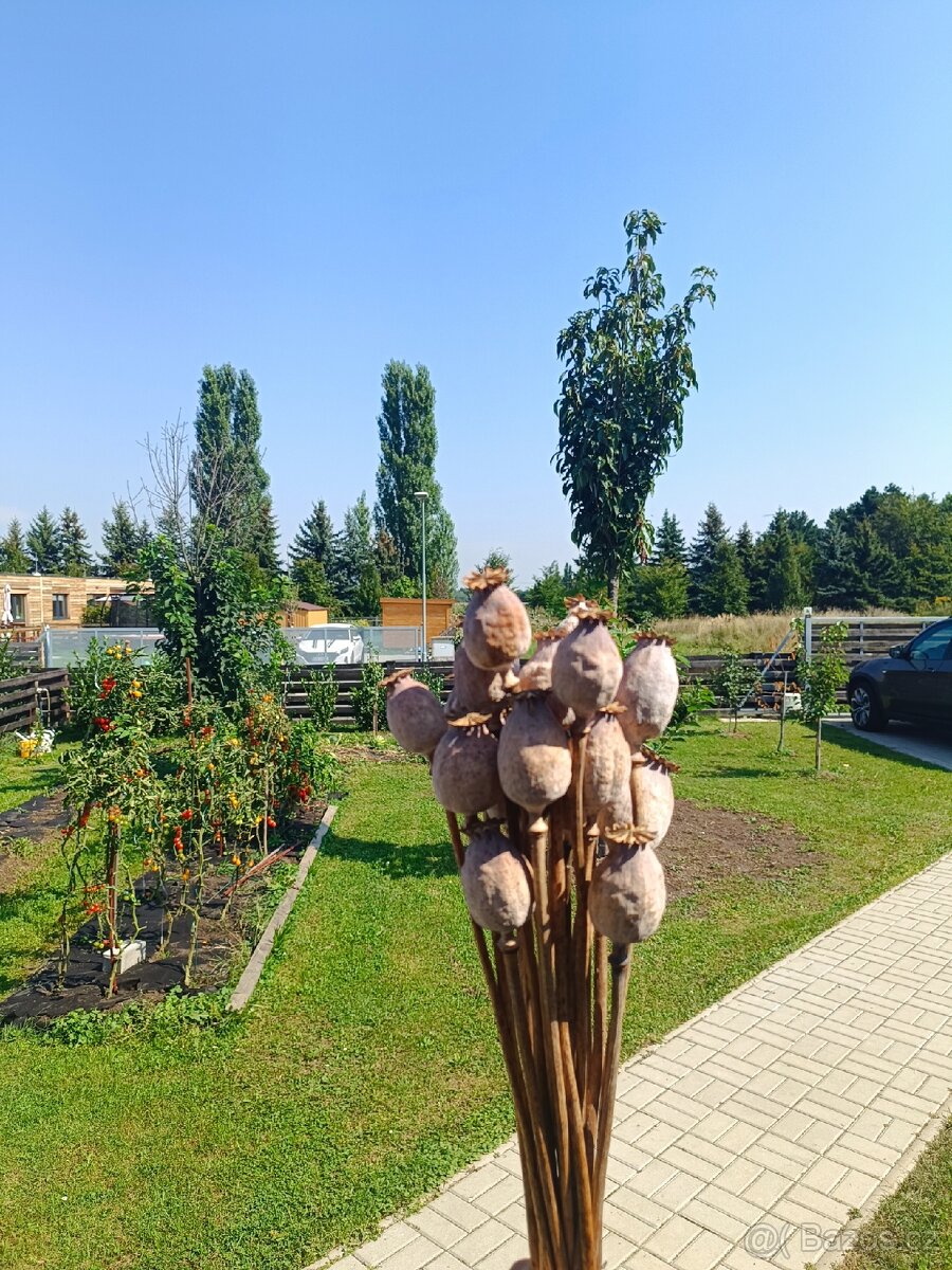 Sušené makovice - 2