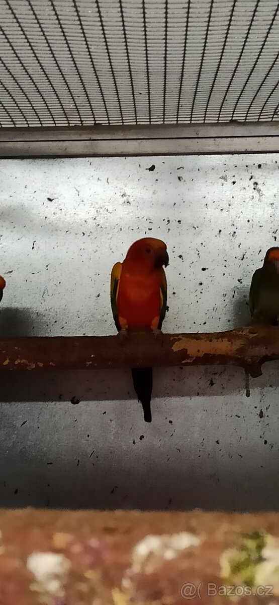 Prodám aratingy sluneční - 2