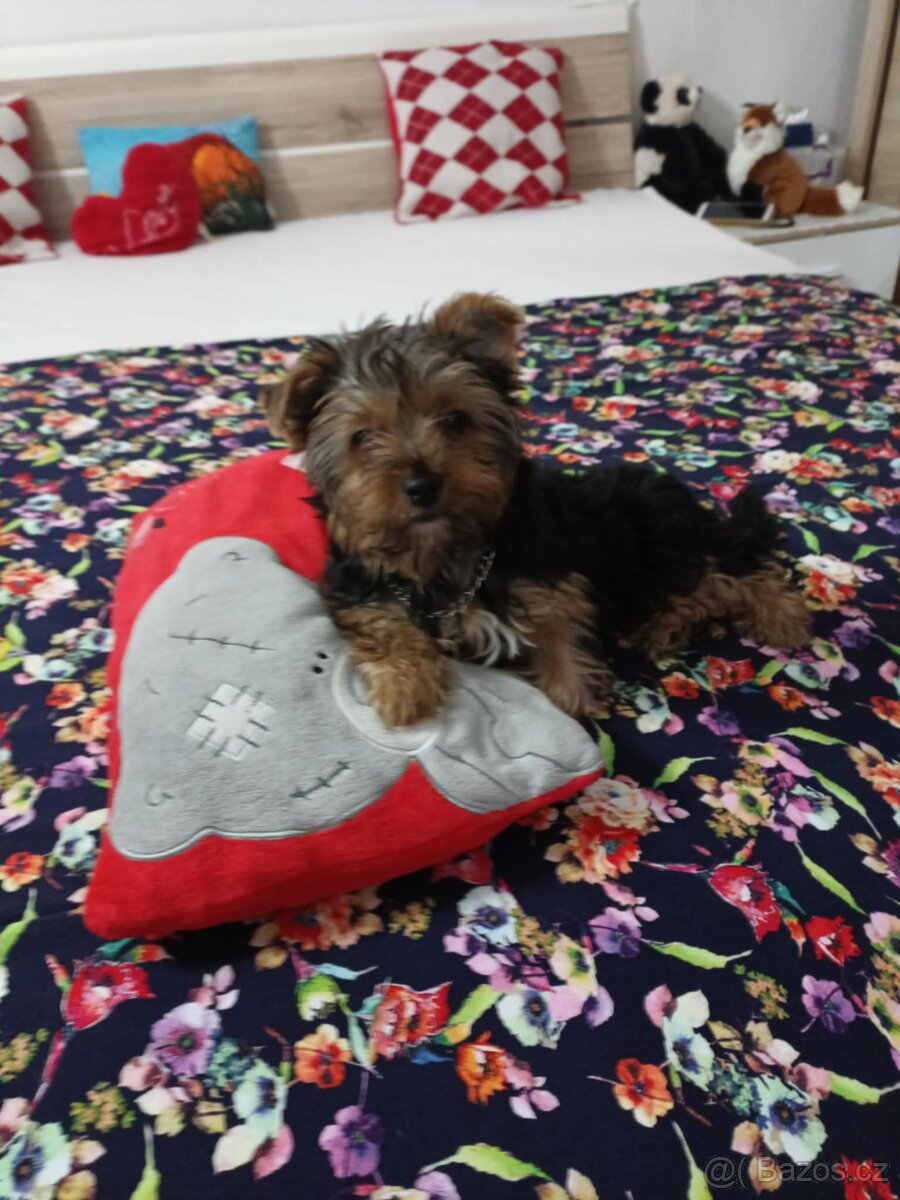 Prodám fenku yorksire - 2