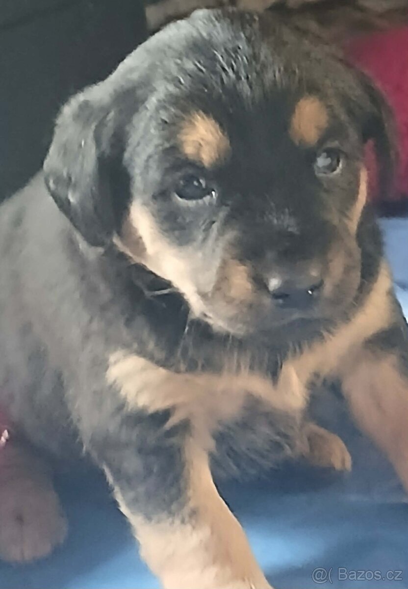 Štěňata - 2