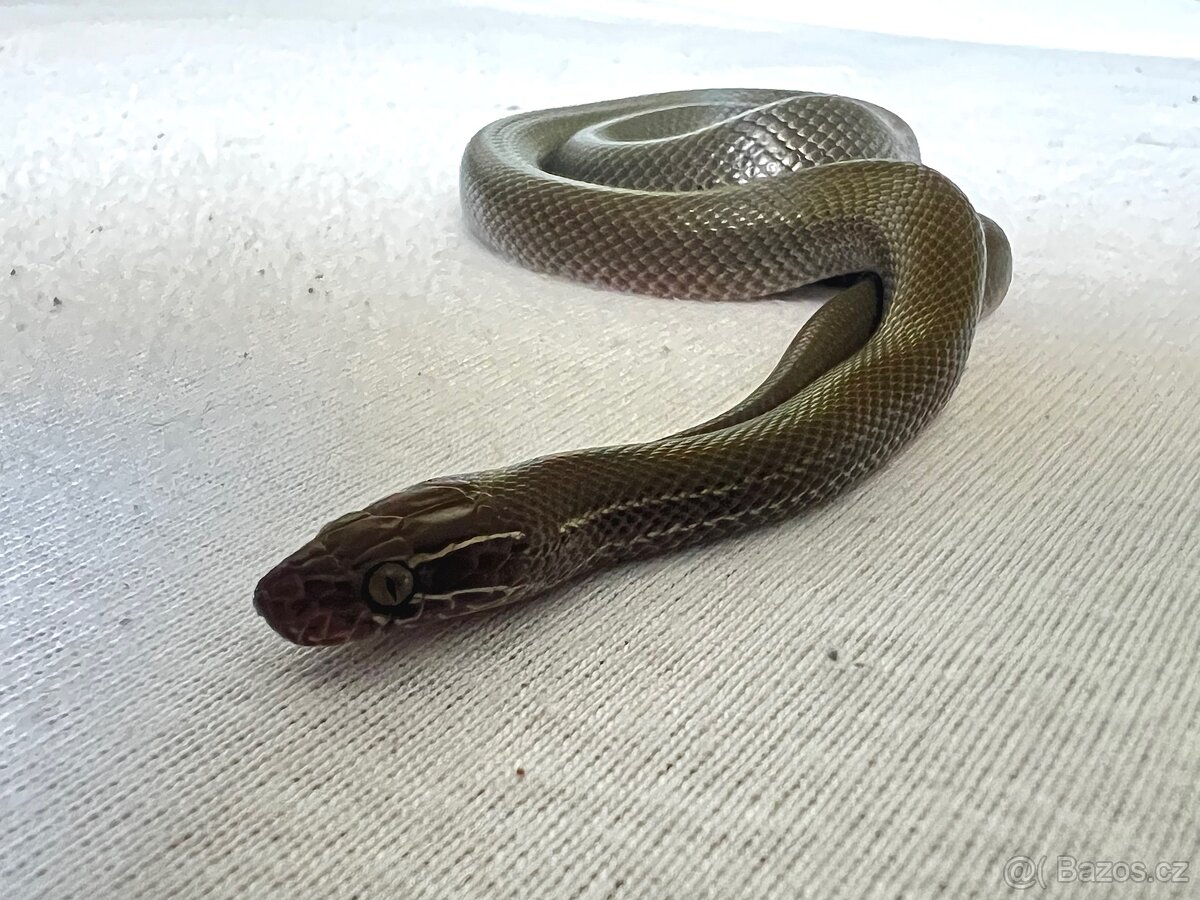 Boaedon fuliginosus - 2