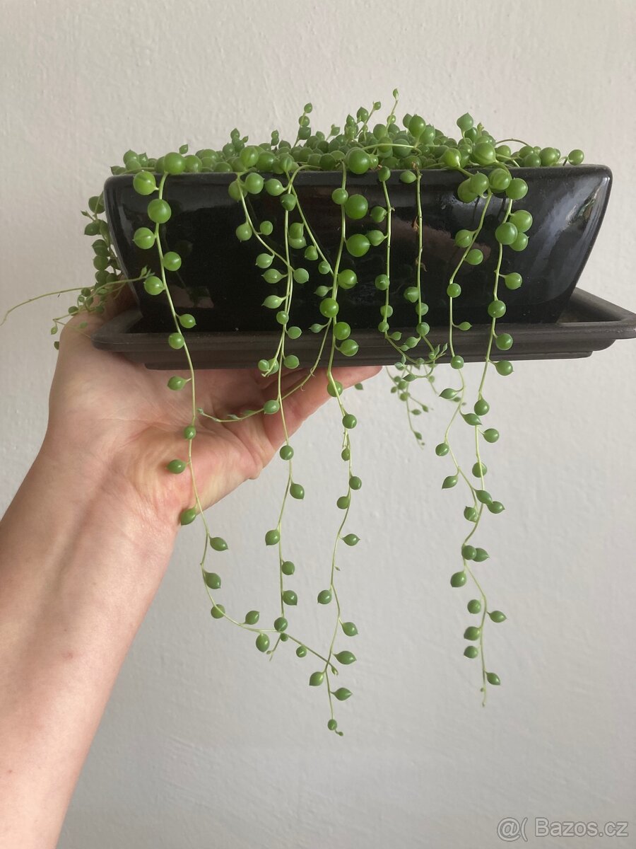 Senecio starček - 2