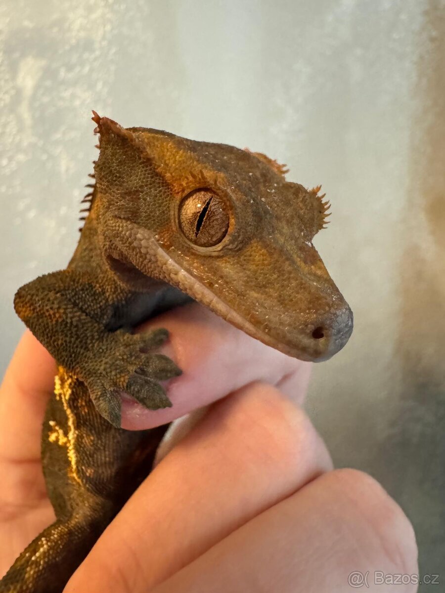 Pagekon řasnatý samec - 2