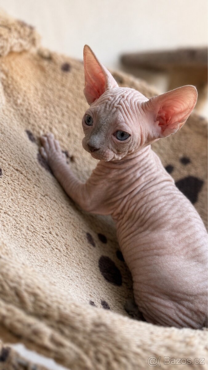 Sphynx kočička bez pp - 2