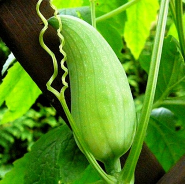 sazenice ačokča - 2