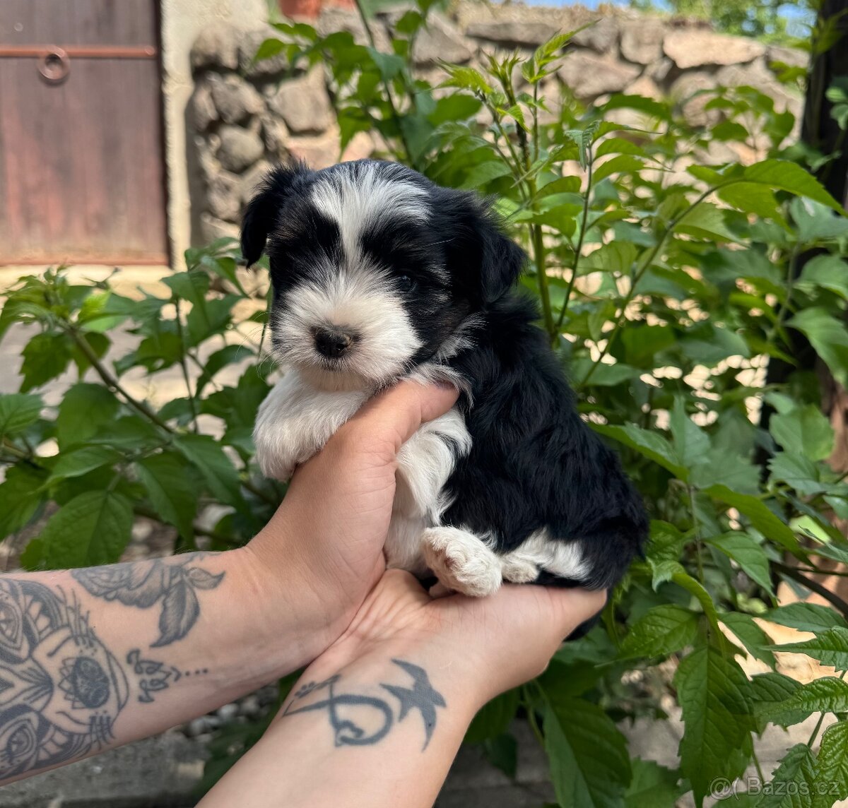 Štěňátka Yorkshire Terrier s PP - 2