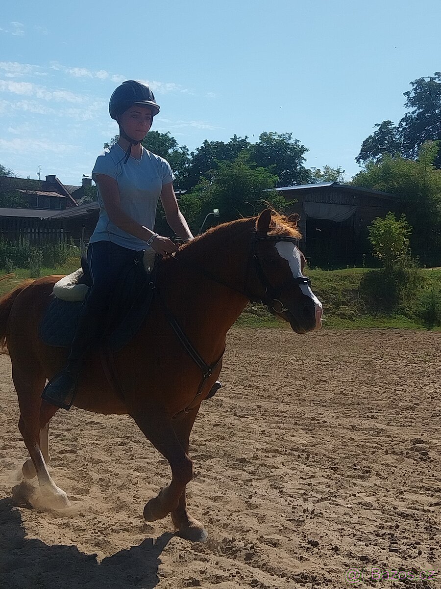 Welsh pony Max - 2